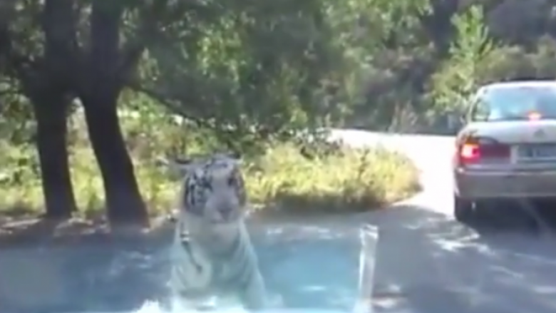 Në pamundësi për të shqyer njeriun, tigri bën të papriturën (Video)