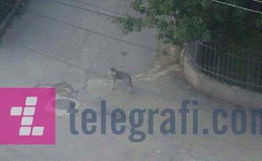 Dyshohet se në mëngjes një ujk ka ”vizituar” Tetovën (Foto/Video)