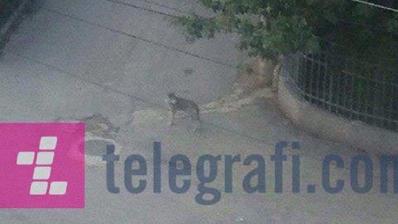 Dyshohet se në mëngjes një ujk ka ”vizituar” Tetovën (Foto/Video)