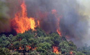 Zjarr në malin e Shëngjinit, rrezikohen zonat e banuara