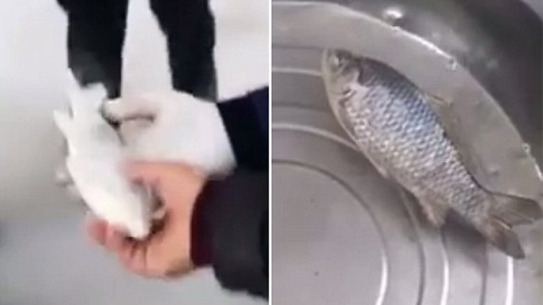 E pabesueshme: Peshku i ngrirë kthehet në jetë përsëri! (Video)