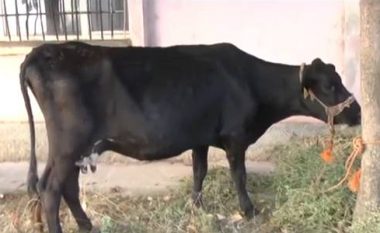 Fermeri nga Kukësi ofron lopën si “dhuratë” për ministrin – kjo është arsyeja! (Video)