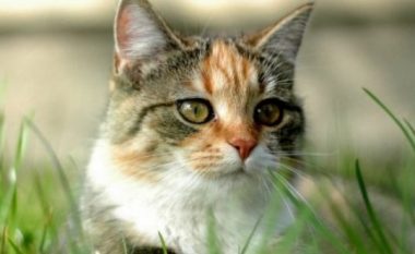 Misteri i zhdukjes së maceve në Austri