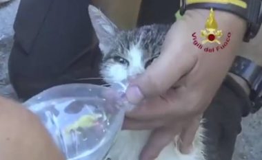 Macja nxirret e gjallë nga rrënojat, gjashtë ditë pas tërmetit në Itali (Video)
