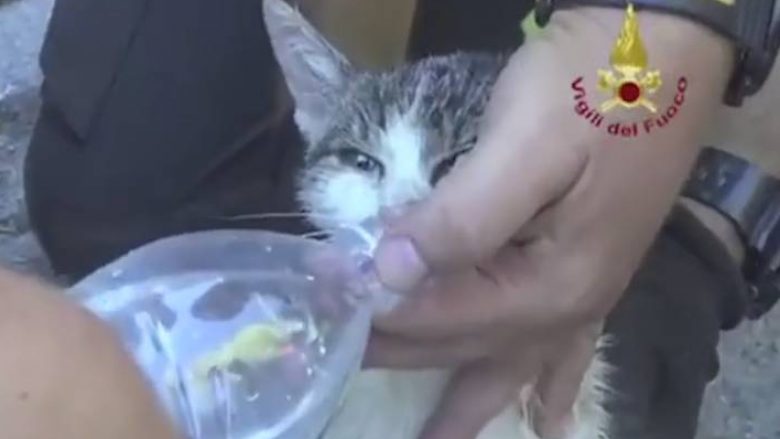 Macja nxirret e gjallë nga rrënojat, gjashtë ditë pas tërmetit në Itali (Video)