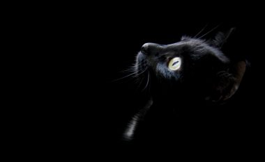 Dhoma e besëtytnive: E vërteta për macet e zeza!