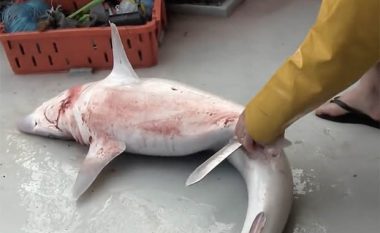 Peshkatari "hap barkun" e peshkaqenit - çfarë ai gjen brenda është tronditëse (Video,+16)