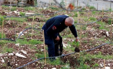 Policia asgjëson 5 mijë rrënjë cannabis në Tepelenë