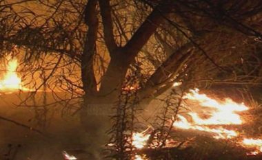 Përfundon beteja me zjarrin në pyllin e Poros në Vlorë