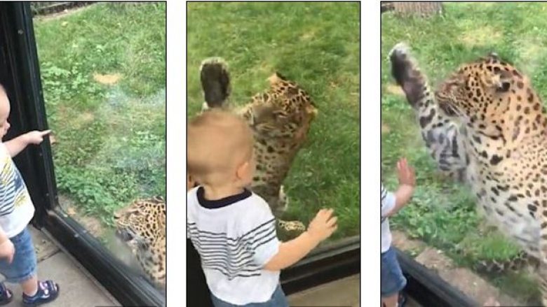 Leopardi i vërsulet vogëlushit në kopshtin zoologjik, por shikoni reagimin e tij (Foto/Video)