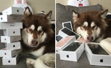 I blen qenit tetë iPhone 7s (Foto)
