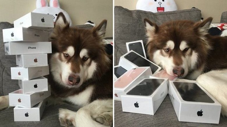I blen qenit tetë iPhone 7s (Foto)