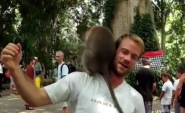 Majmunët bëjnë seks mbi kokën e një turisti (Foto/Video, +16)