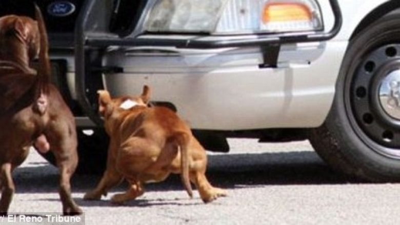 Momenti kur policët shpëtojnë burrin që i ishin vërsulur pitbullët, veprimi i tyre ka habitur të gjithë (Foto/Video)