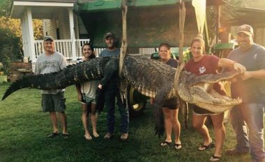 Kapet aligatori më i madh në lumin Mississippi (Foto)