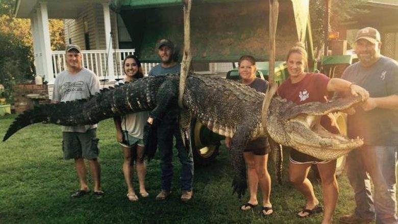 Kapet aligatori më i madh në lumin Mississippi (Foto)