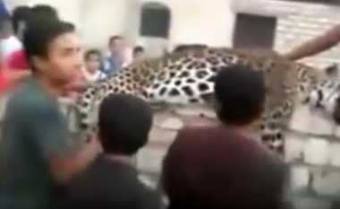 Tronditëse: Leopardi vret vajzën 9-vjeçare, njerëzve u shkon mendja edhe për selfie (Video)