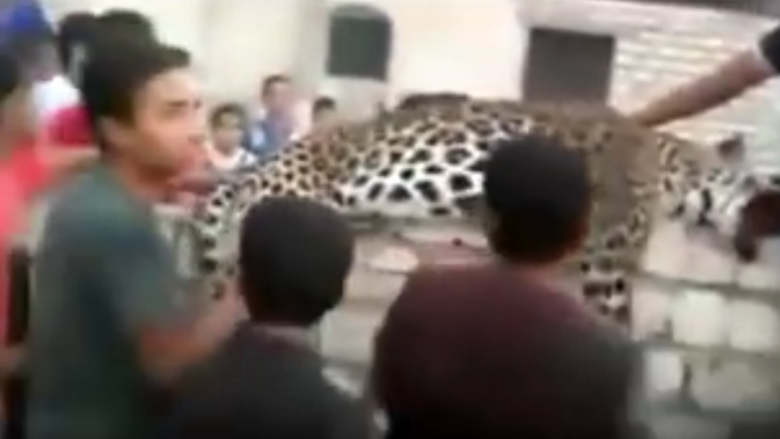 Tronditëse: Leopardi vret vajzën 9-vjeçare, njerëzve u shkon mendja edhe për selfie (Video)
