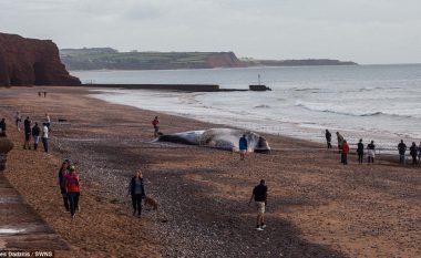 Balena e ngordhur “pushton” plazhin! (Foto)