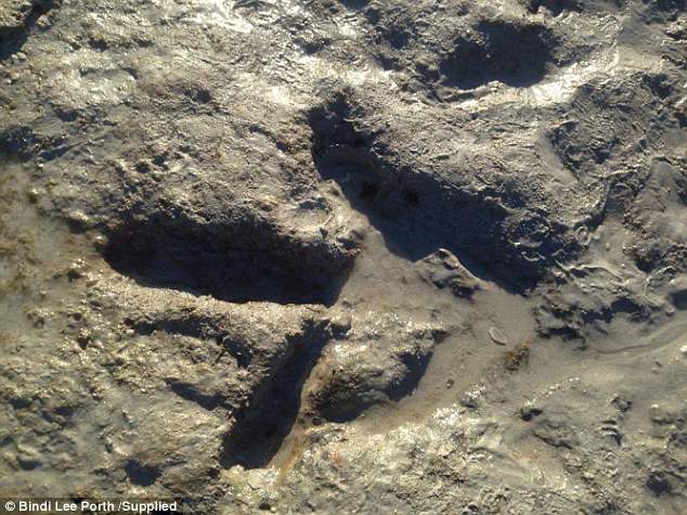 Derisa po shëtiste nëpër plazh gjeti gjurmet e nje dinozauri foto 3