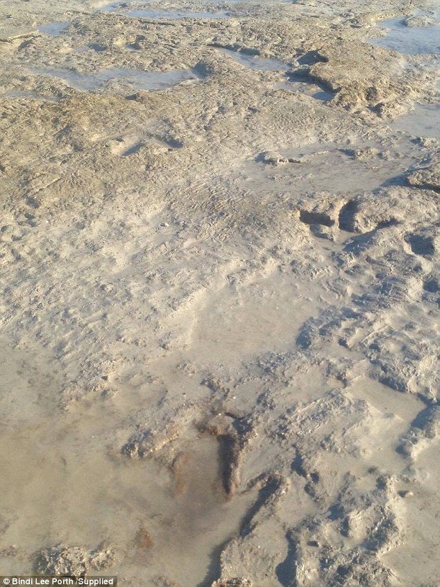 Derisa po shëtiste nëpër plazh gjeti gjurmet e nje dinozauri foto 4