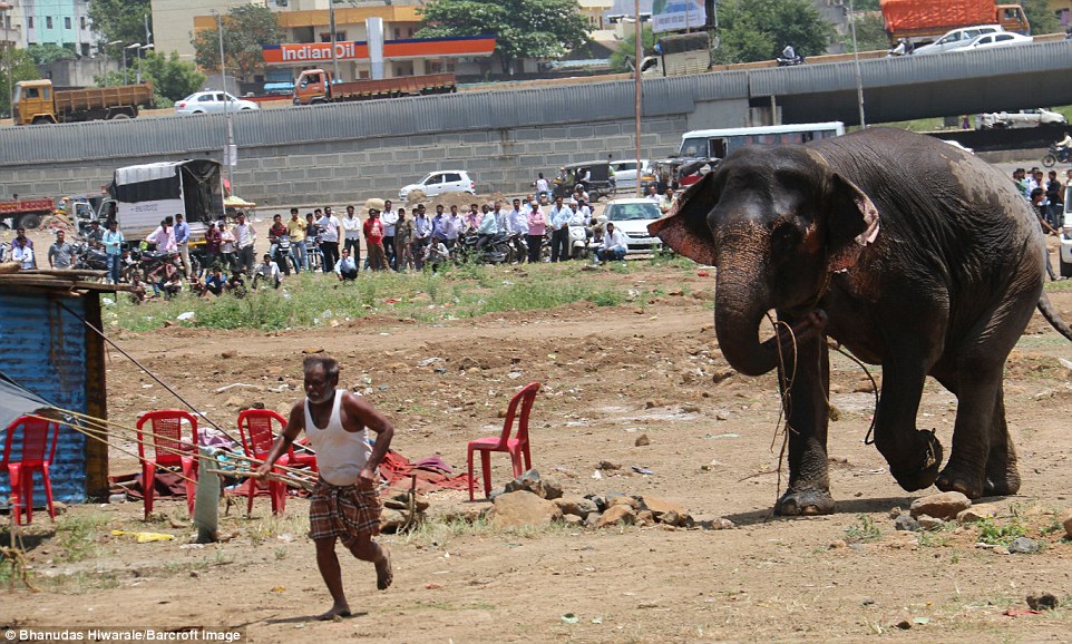 Elefanti i ikur nga cirku bllokoi qytetin për tri orë foto 2