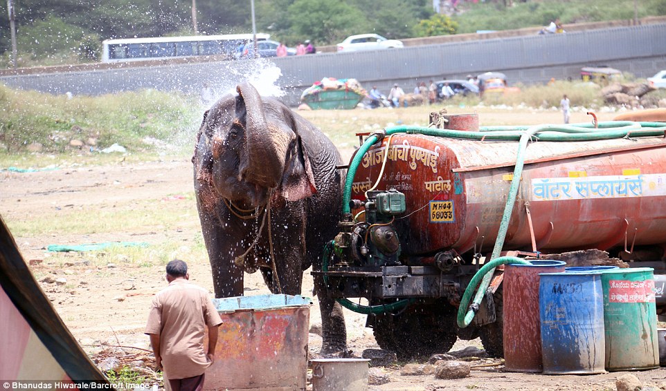 Elefanti i ikur nga cirku bllokoi qytetin për tri orë foto 3