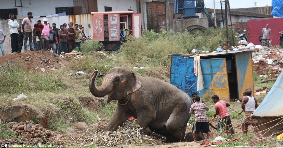 Elefanti i ikur nga cirku bllokoi qytetin për tri orë foto 4