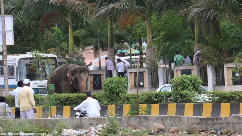 Elefanti i ikur nga cirku, bllokoi qytetin për tri orë (Foto)