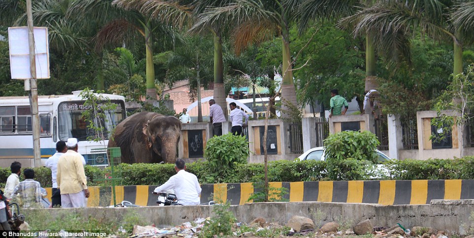 Elefanti i ikur nga cirku bllokoi qytetin për tri orë foto 5
