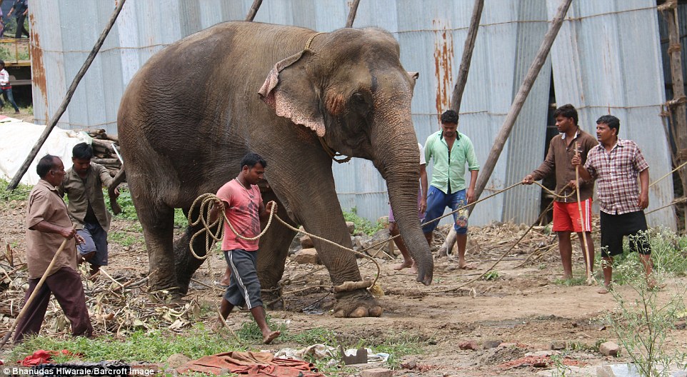 Elefanti i ikur nga cirku bllokoi qytetin për tri orë foto 6