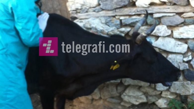 Rreth 200 lopë të ngordhura nga Dermatoza Nodulare – ende nuk dihet se kur dhe si do të kompensohen fermerët! (Foto)