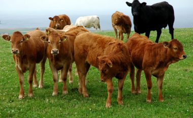 Sot shpërndahen vaksina kundër sëmundjes gungore të lopëve