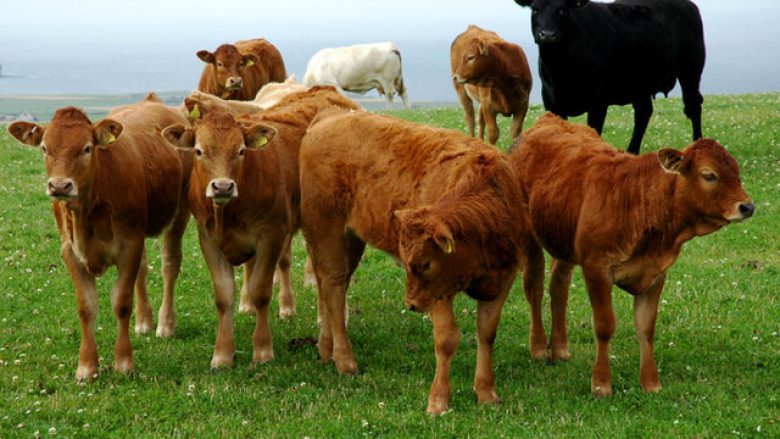 Sot shpërndahen vaksina kundër sëmundjes gungore të lopëve