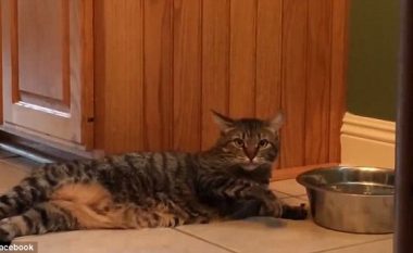 Macja dembele, shikojeni si pi ujë nga ena (Video)