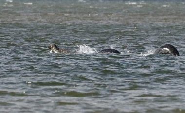 Mendoi se e fotografoi ‘përbindëshin e liqenit’, por doli të jenë tri foka duke notuar (Foto)