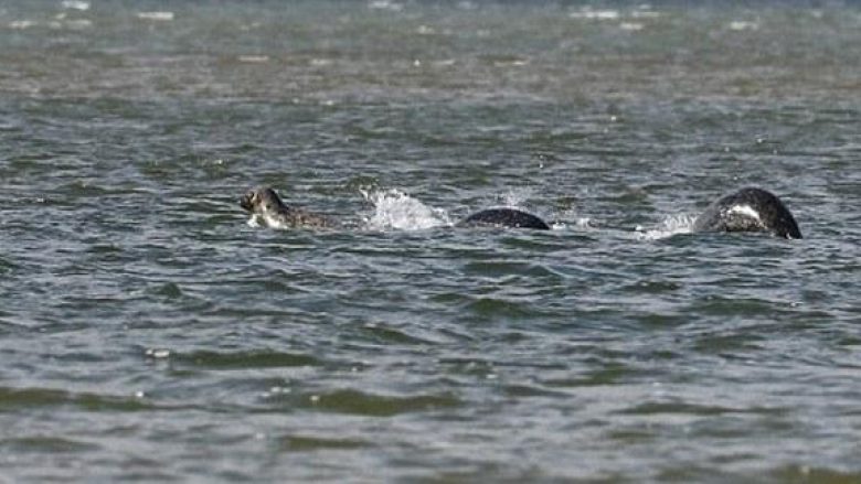 Mendoi se e fotografoi ‘përbindëshin e liqenit’, por doli të jenë tri foka duke notuar (Foto)