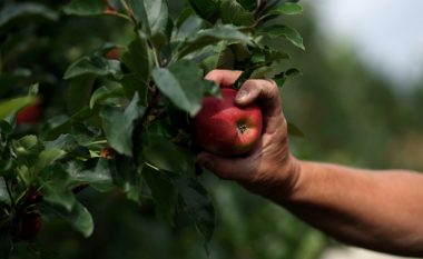 Një kompani në Maqedoni paditet penalisht për blerje të paligjshme të mollave