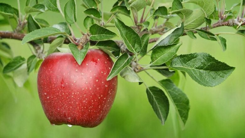 Diskutohet për prodhimtarinë e mollës në Kosovë