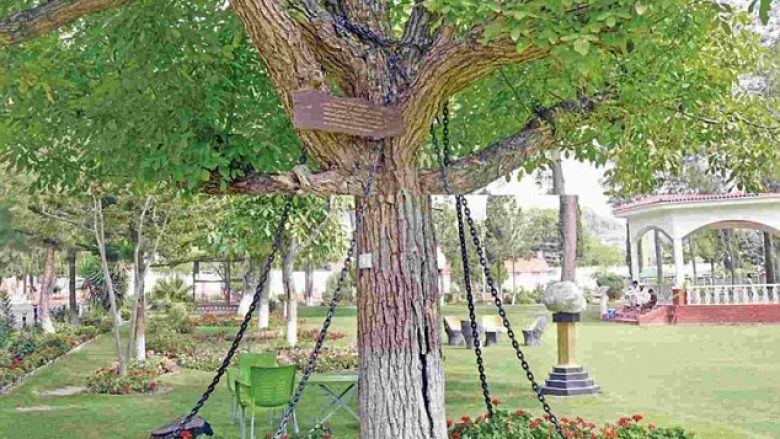 Pema e arrestuar para 100 vjetësh është bërë atraksion turistik (Foto)