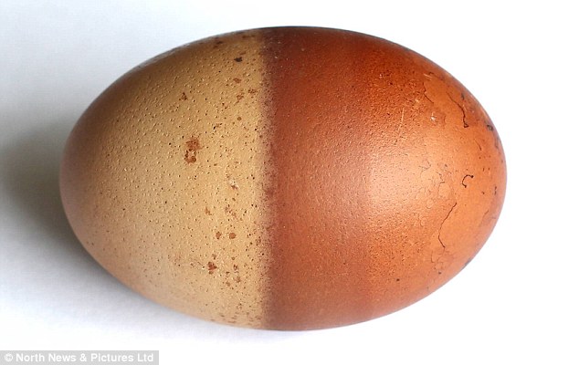 Pensionisti gjeti vezën me lëvozhgë dyngjyrëshe foto 2