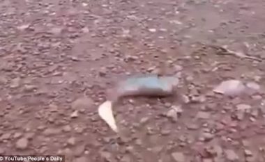 Peshku lëvizi nëpër tokë të thatë për një kohë të gjatë, derisa u hodh në pellg (Video)