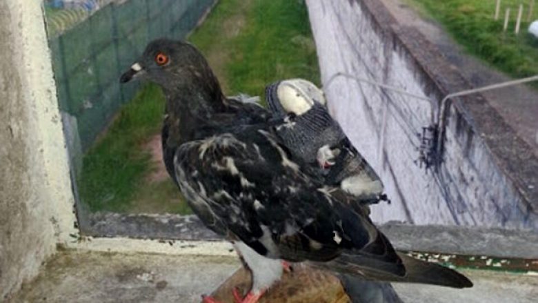 Kapet pëllumbi, duke dërguar celular në qelinë e burgut (Video)
