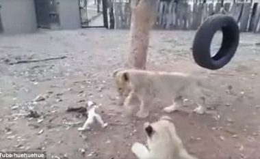 Qeni i vogël lufton për ushqim me këlyshët e luanit  (Video)