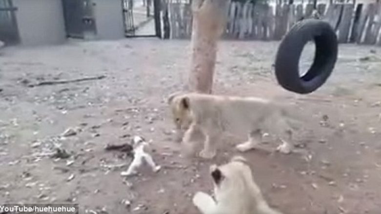 Qeni i vogël lufton për ushqim me këlyshët e luanit  (Video)
