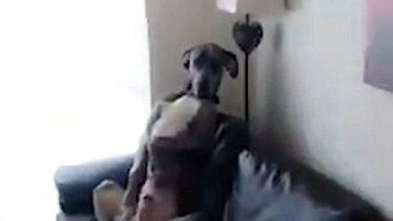 Qeni shtiret si i pafajshëm, sikur s’ka të bëjë asgjë me rrëmujën që bëri (Video)