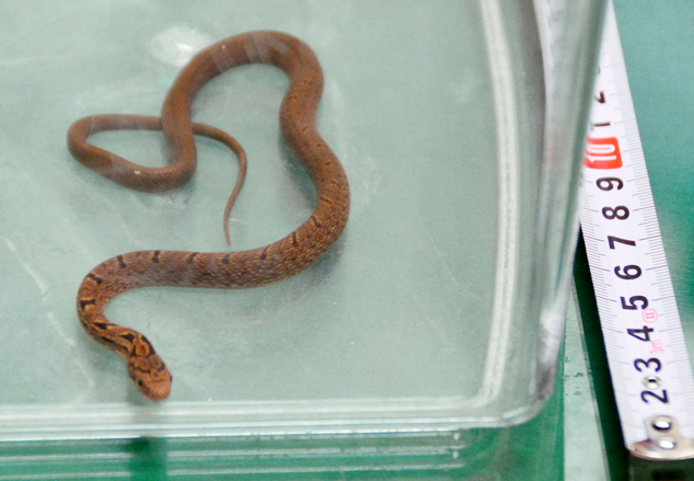 A snake lays in a container after it was caught in bullet train, in Hamamatsu, central Japan, Monday, Sept. 26, 2016. The snake was found on a Japanese Shinkansen “bullet” train, wrapped around an armrest when it was spotted about an hour after departure, forcing the train to make an unscheduled stop. (Kyodo News via AP)