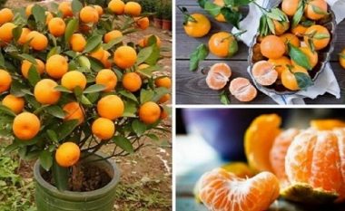 Pasi ta lexoni sa lehtë është të kultivoni mandarina, më asnjëherë nuk do t’i blini