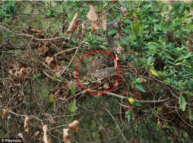 Zogjtë kameleone qe jane mjeshter ne fshehje foto 3