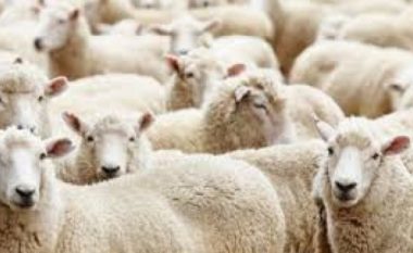 Arrestohet një person në Zubin Potok, kishte ngarkuar 20 krerë dele pa dokumentacion